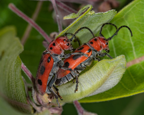 Red Milkweed Beetle, photo 5 of 7