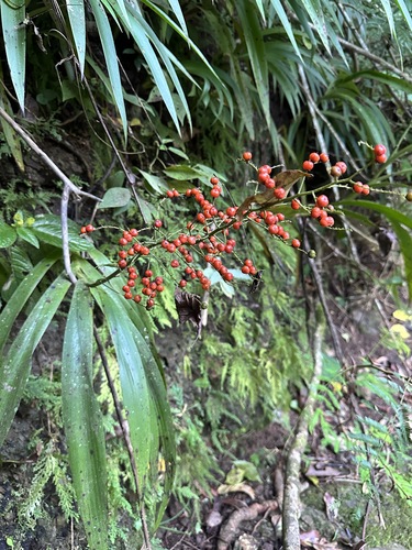 Angel hands (Xiphidium caeruleum)