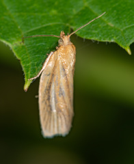 Clepsis clemensiana