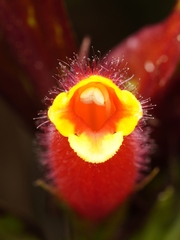 Columnea dimidiata, photograph (c) Daniel Mesa, some rights reserved (CC BY)