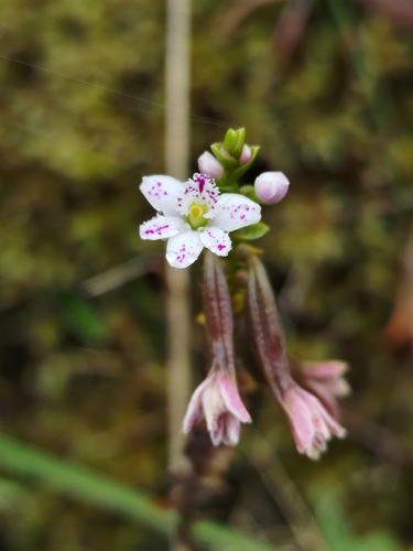 Image of Epidendrum fimbriatum by (c) Ben Costamagna, some rights reserved (CC BY)