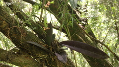 Trichocentrum lindenii