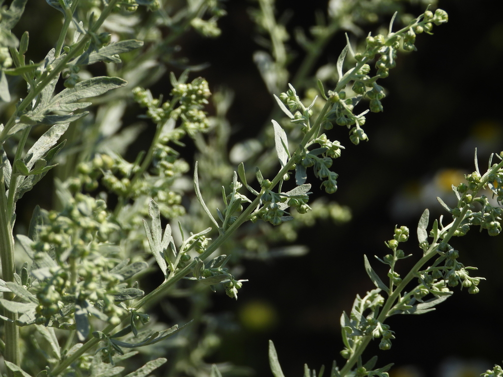 Artemisia absinthium