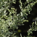 Absinthe Wormwood - Photo (c) Татьяна Губина, some rights reserved (CC BY-NC), uploaded by Татьяна Губина