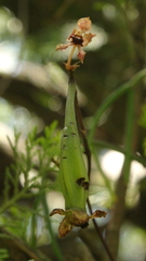 Trichocentrum lindenii