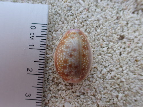 Cypraea helvola hawaiiensis, 2024-12-22