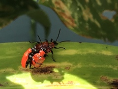 Lilioceris lilii