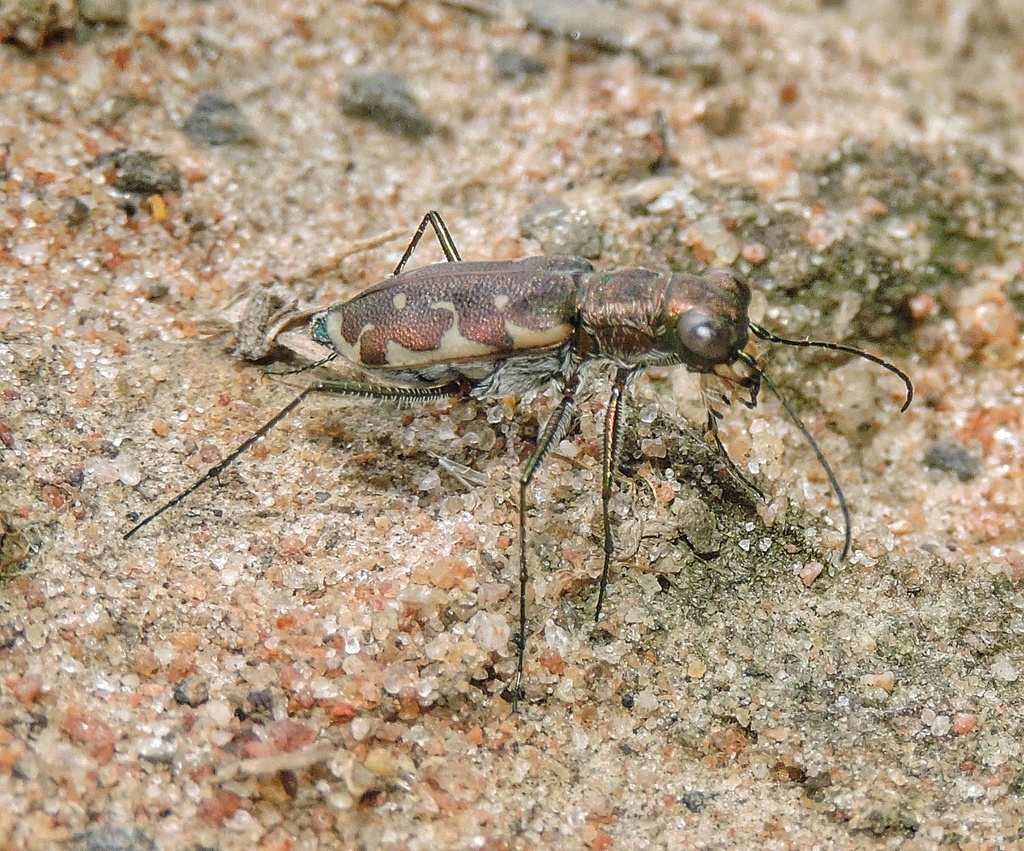 Yellow-legged Tiger Beetle