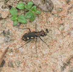 Cicindela guttata