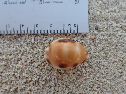 Cypraea tessellata observed 2024-12-22