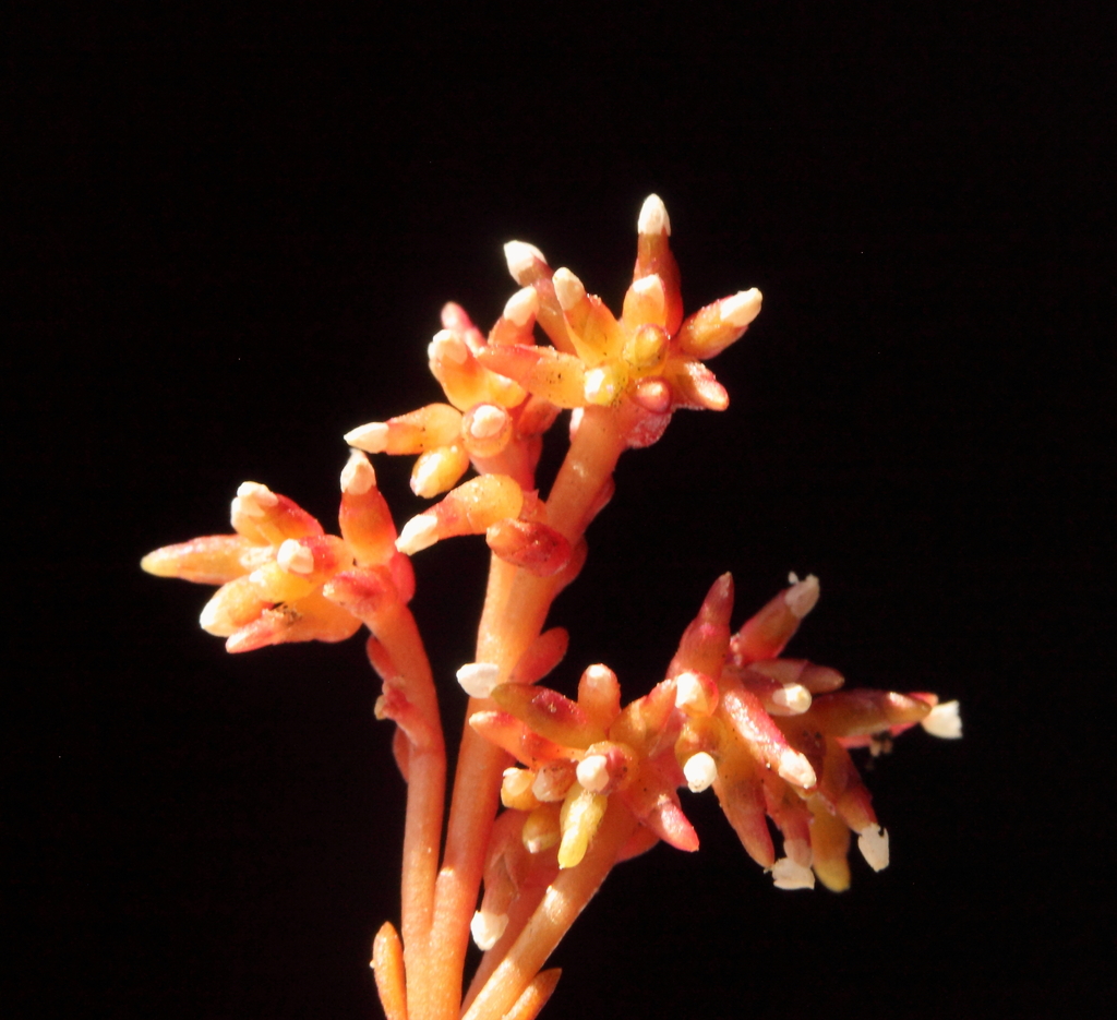 Calandrinia Corrigioloides From Jurien Bay Wa 6516, Australia On 