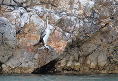 Gulosus aristotelis desmarestii