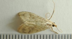 Crocidophora serratissimalis