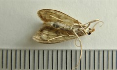 Crocidophora serratissimalis