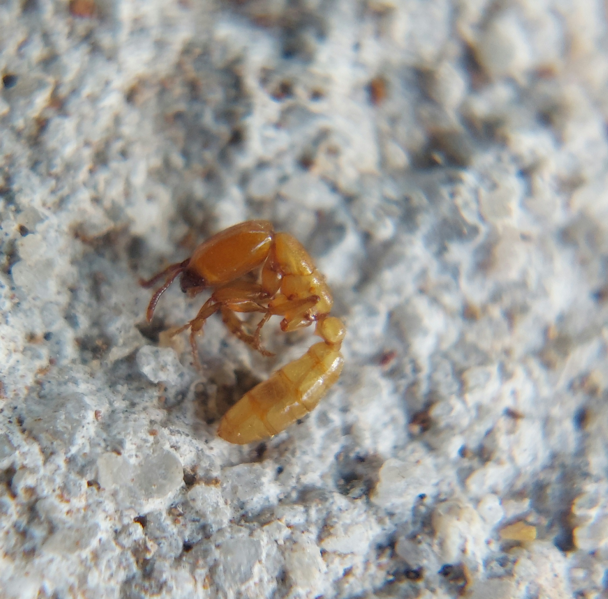 Dorylus conradti