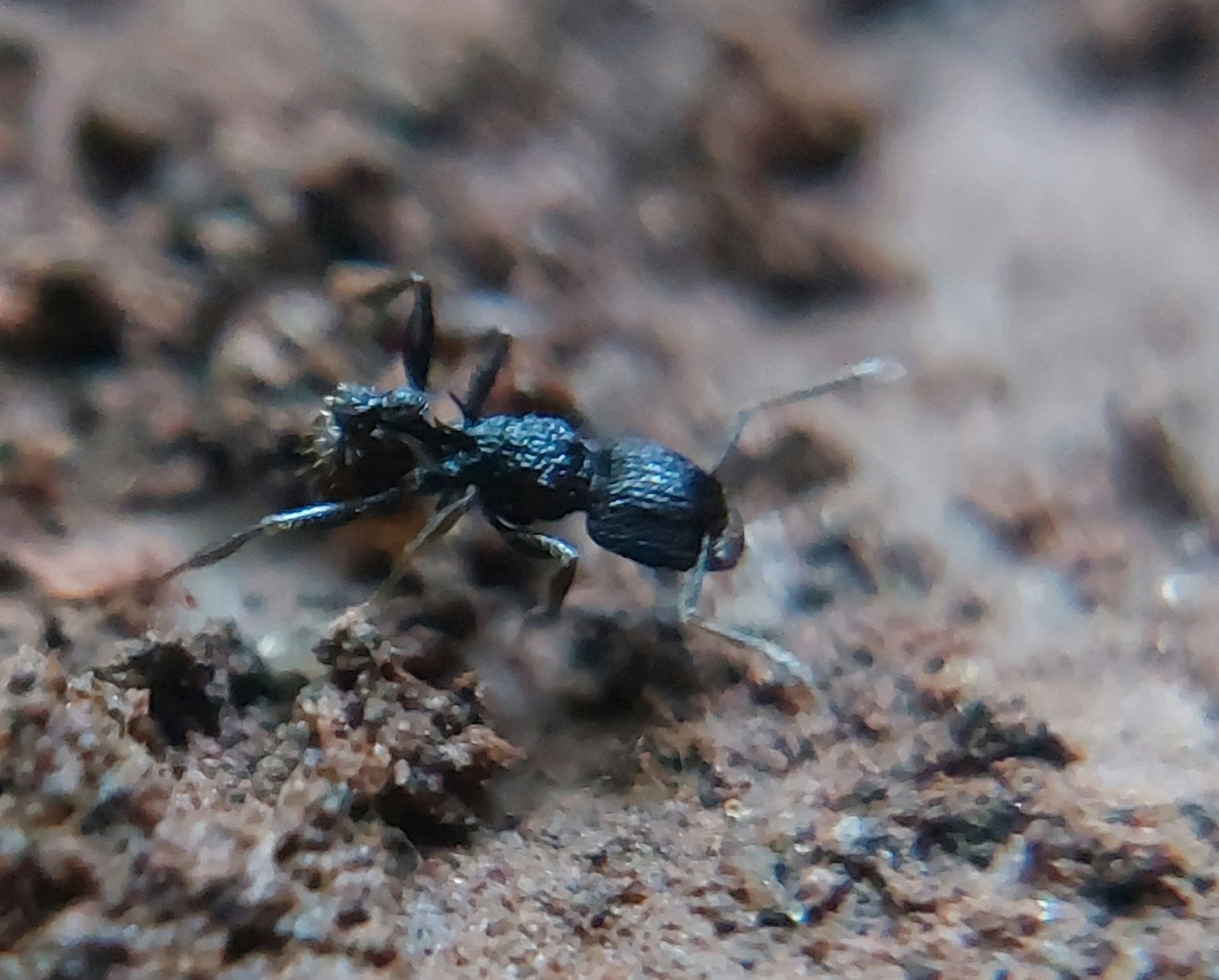 Tetramorium invictum