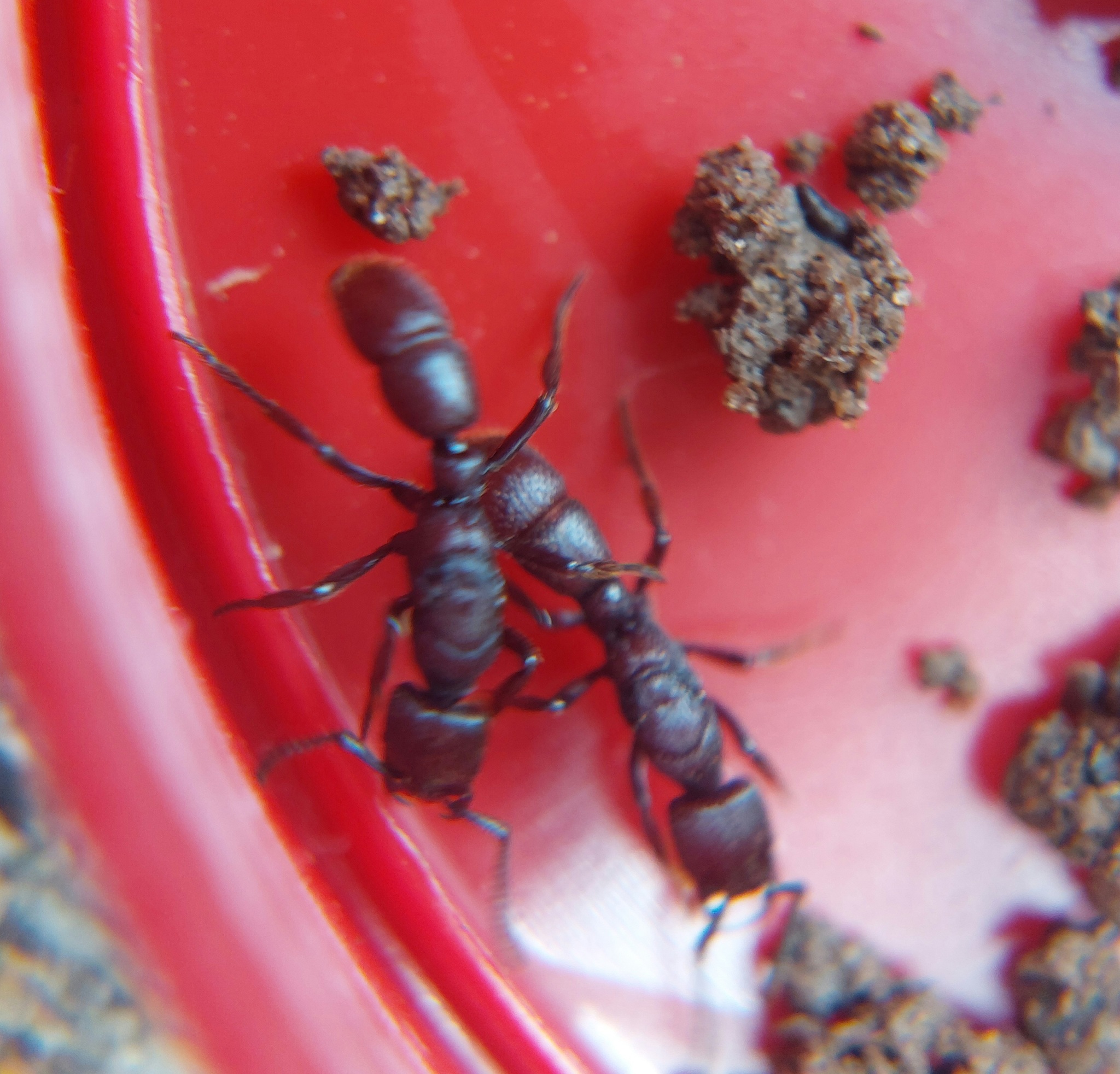 Psalidomyrmex