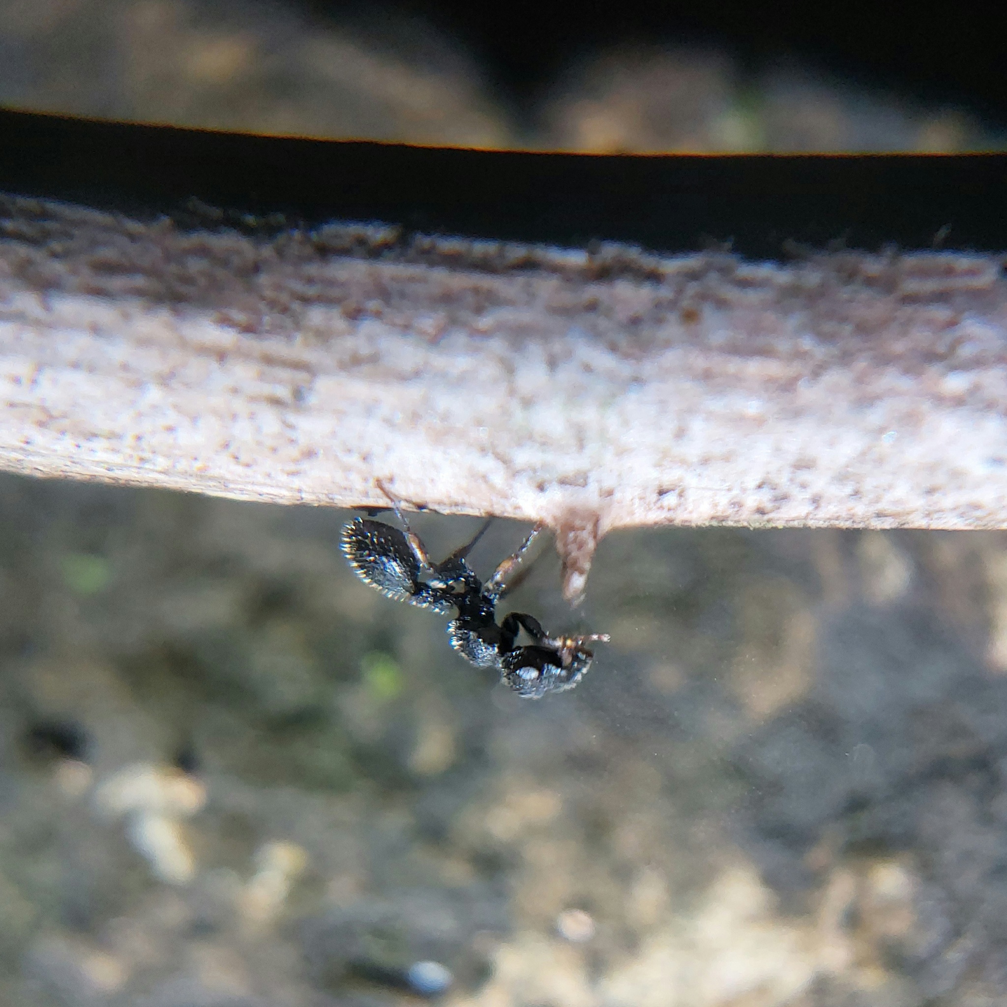 Cataulacus mocquerysi