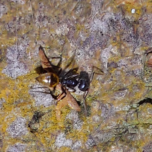 Technomyrmex schoutedeni