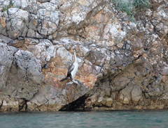 Gulosus aristotelis desmarestii