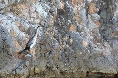 Gulosus aristotelis desmarestii