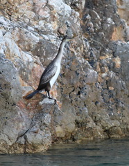 Gulosus aristotelis desmarestii