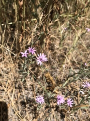 Lessingia leptoclada