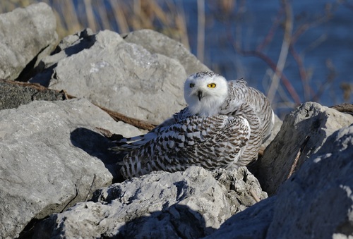 Snowy Owl photographed in Ohio