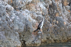 Gulosus aristotelis desmarestii