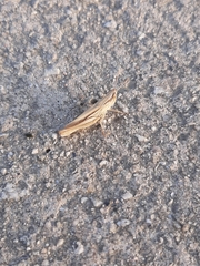 Euchorthippus elegantulus