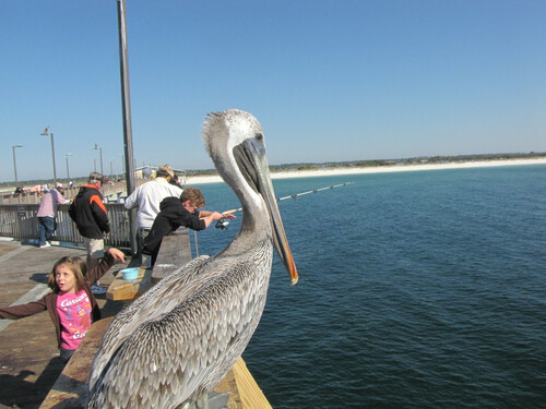 Brown Pelican photographed in Alabama
