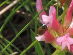 Labidostomis
