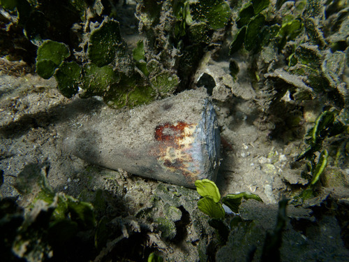 Conus leopardus observed 2023-12-26