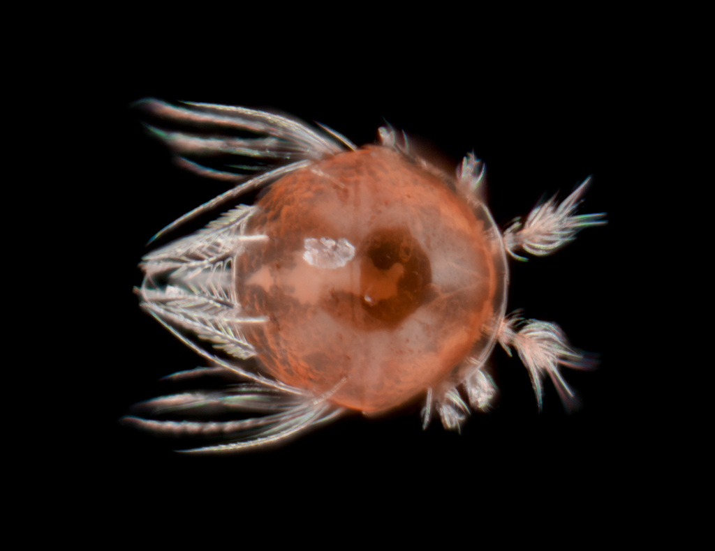 Scutacaridae