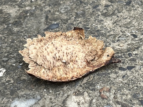 Pterocarpus vidalianus iNat (1)
