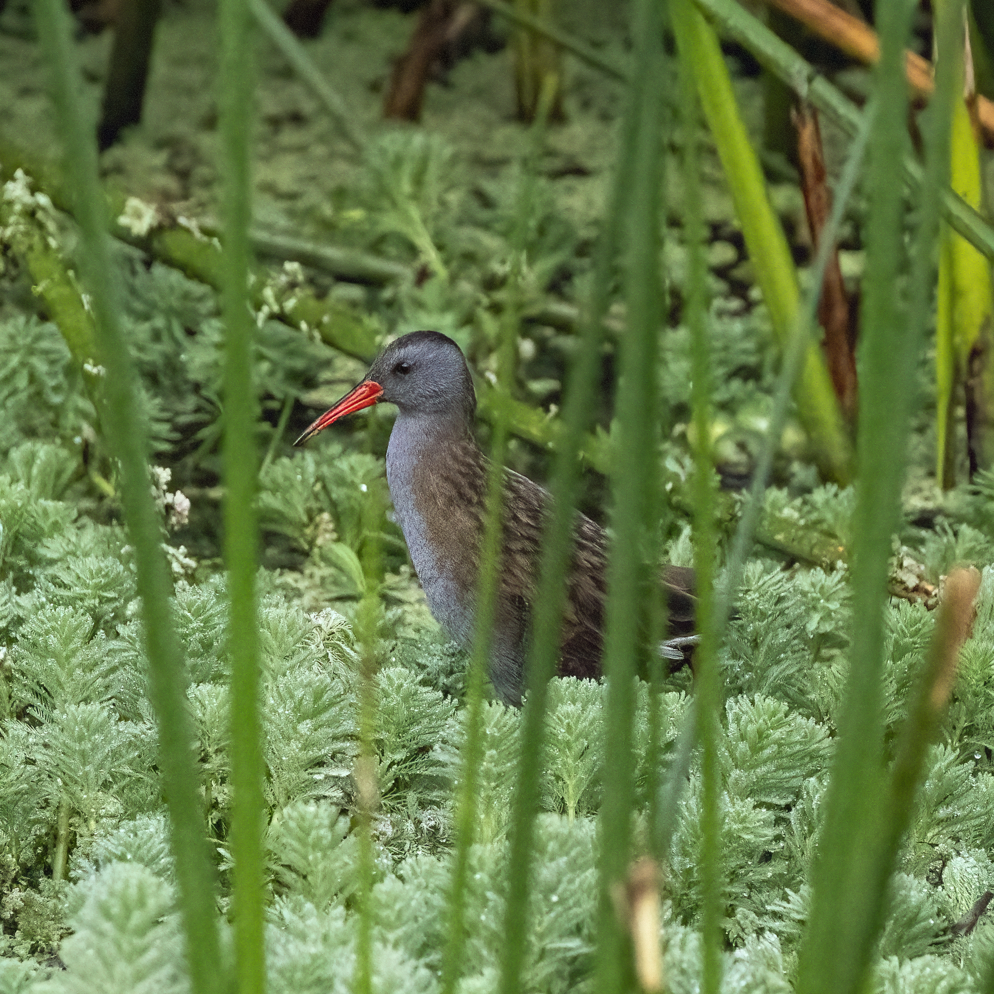 Bogota Rail (Rallus semiplumbeus), photo 2