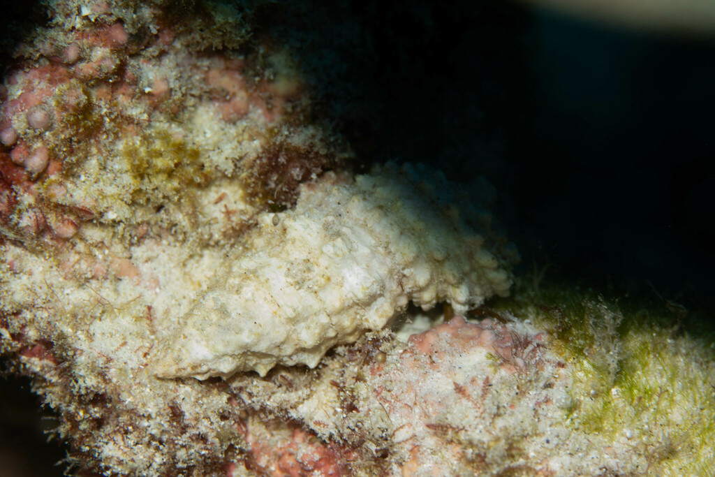 Prickly Horn Snail