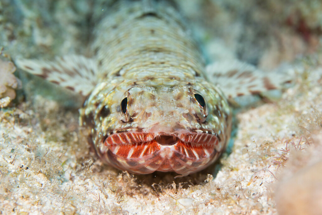 Orangemouth Lizardfish