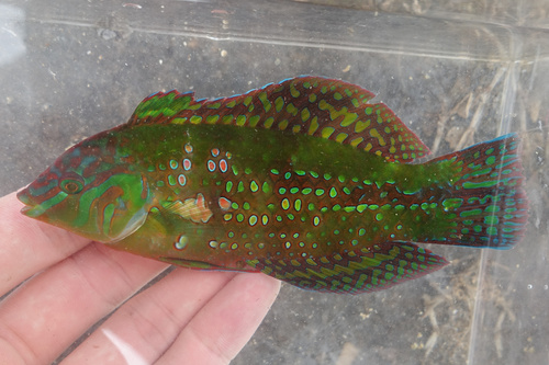 Xenojulis margaritaceus observed 2024-12-17
