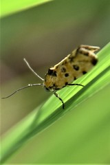 Spragueia perstructana