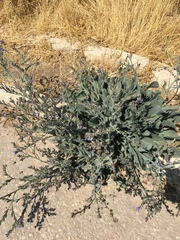 Anchusa strigosa