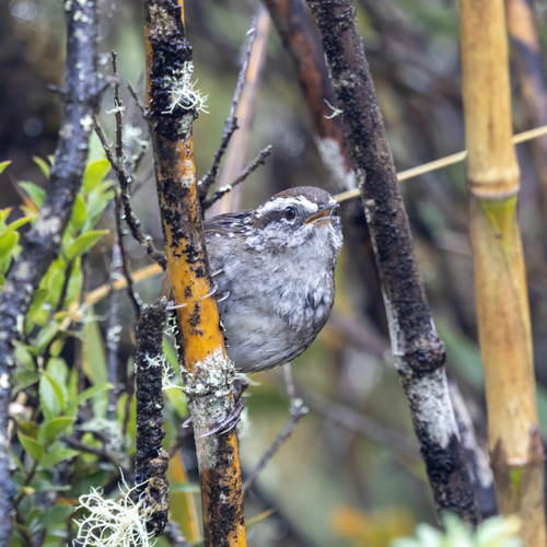 Timberline Wren (Thryorchilus browni), photo 4