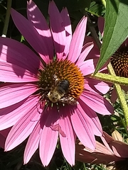 Bombus griseocollis