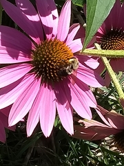 Bombus griseocollis