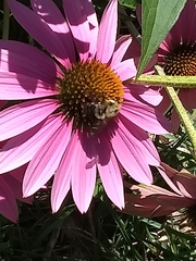 Bombus griseocollis