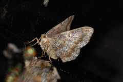 Digrammia ocellinata