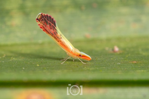 Shellenius ballii