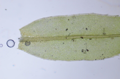 Mnium thomsonii