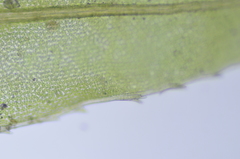 Mnium thomsonii