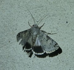 Melipotis agrotoides